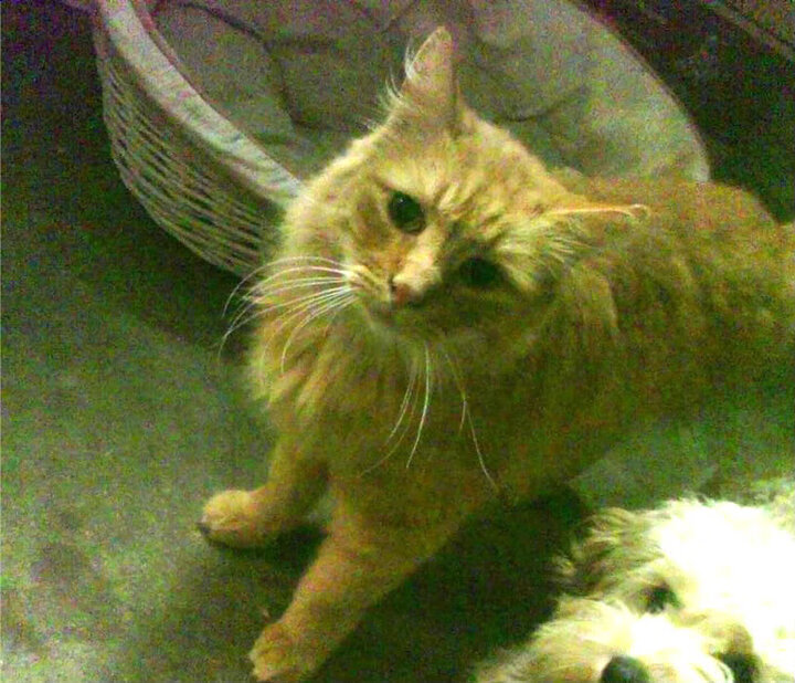 意甲舞台上的跨界焦点,拜仁单节风暴击溃马德里竞技