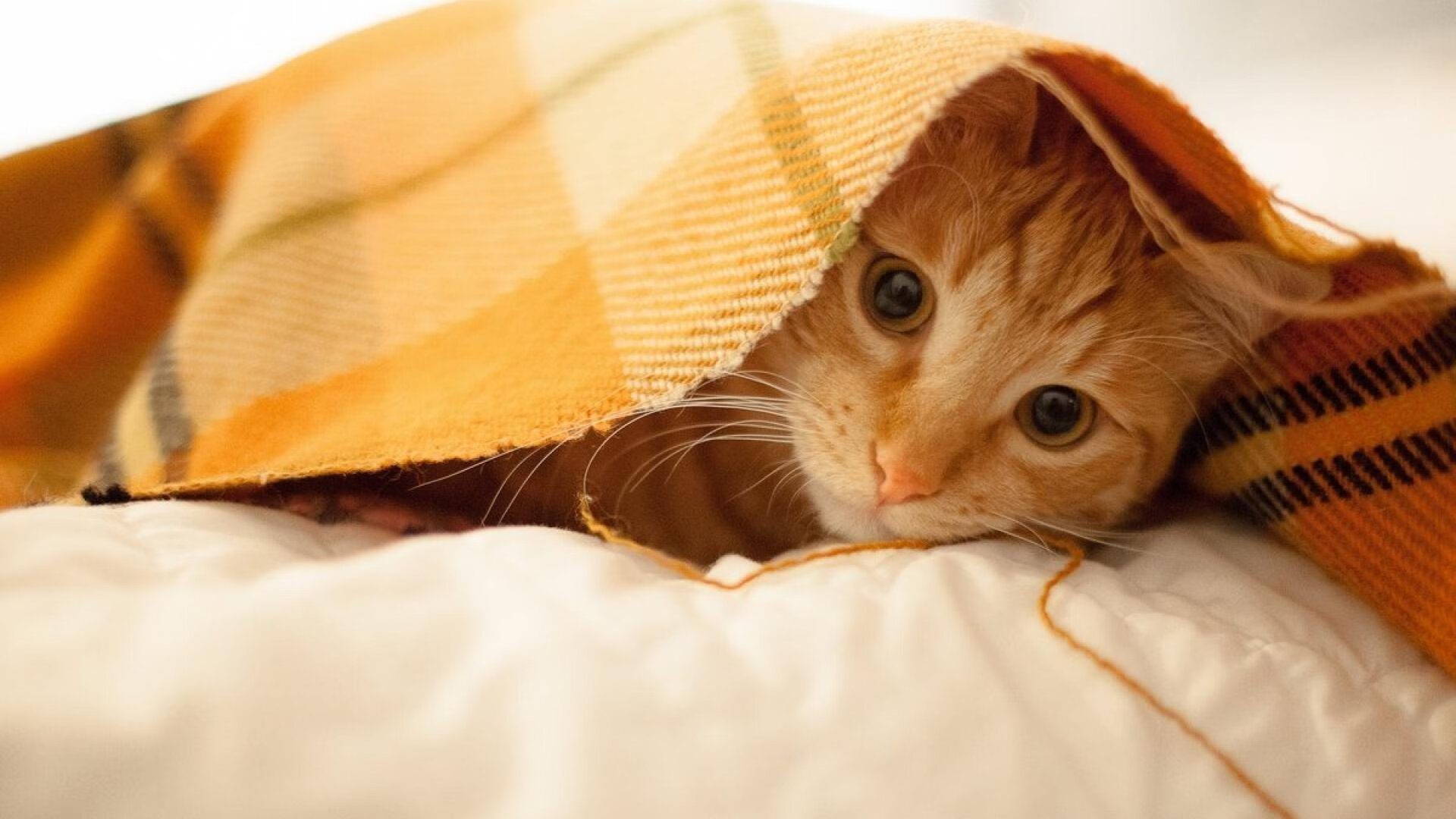 时空裂缝中的双战场，切特如何同时掘金血拼活塞，又在西甲国家德比接管比赛？