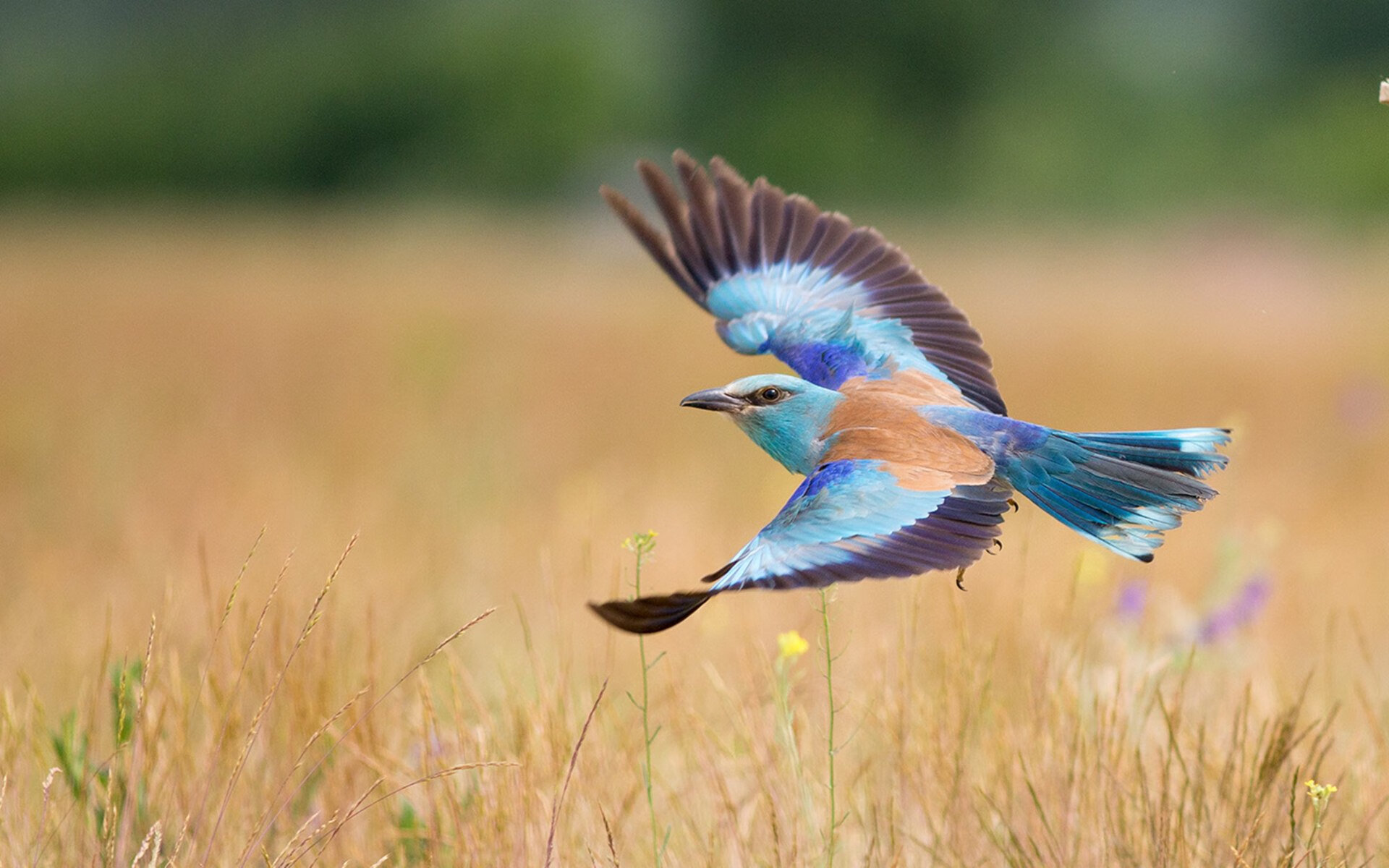 唯一的老鹰,唯一的字母哥,当决胜局成为个人舞台