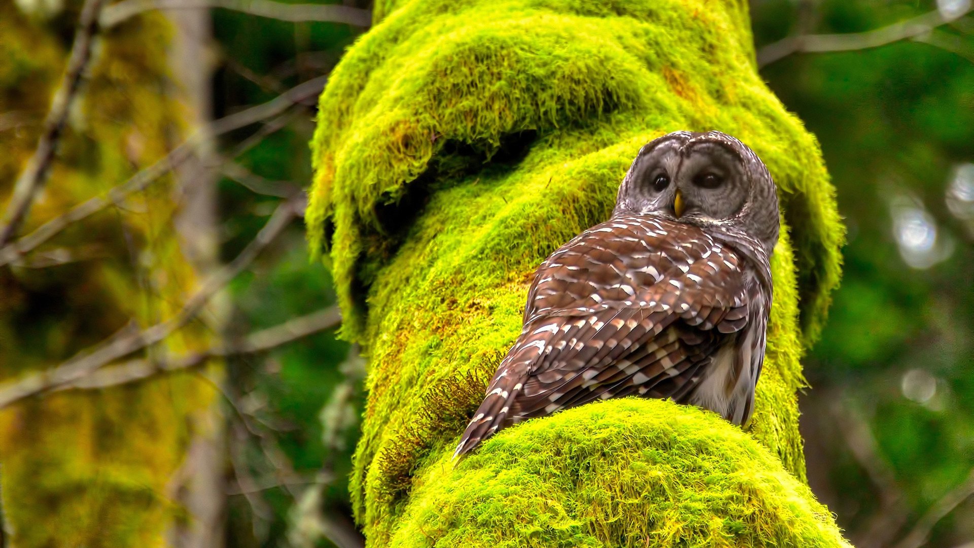 开云体育在线-双重速度，牙买加的赛道闪电与蒂亚戈的思维涡轮