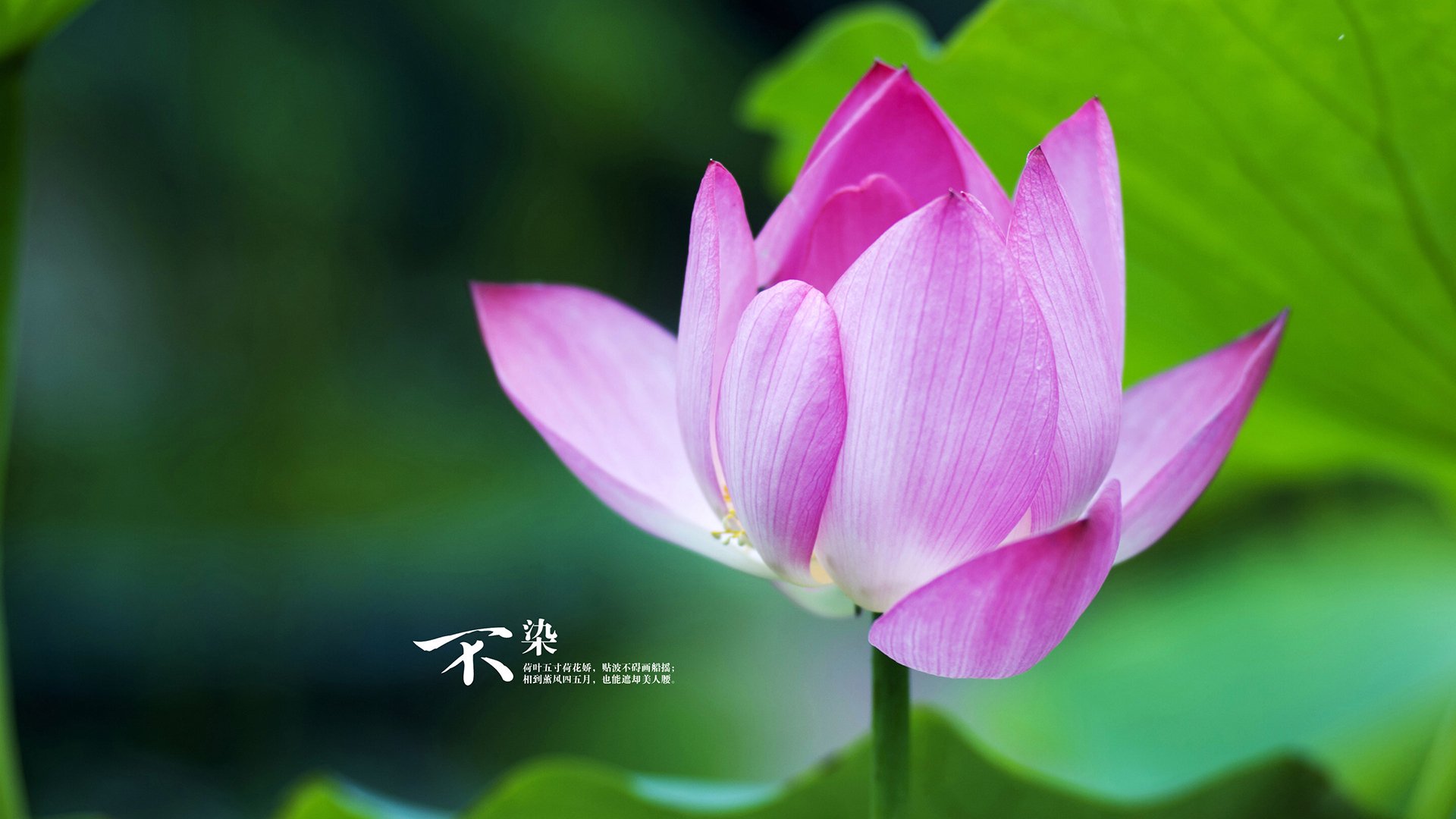 这个构思的核心在于,将美洲杯赛场上智利与哥伦比亚之间一场具有决赛意义的经典对决,比喻和升华为一场欧冠决赛焦点战,并强调其不可复制的历史独特性