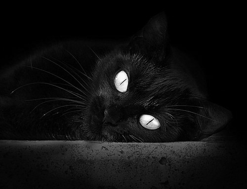 开云体育APP下载-铁血高墙!布雷默以一己之力冰封苏格兰高地风暴,他是勒沃库森最坚硬的冠军基石