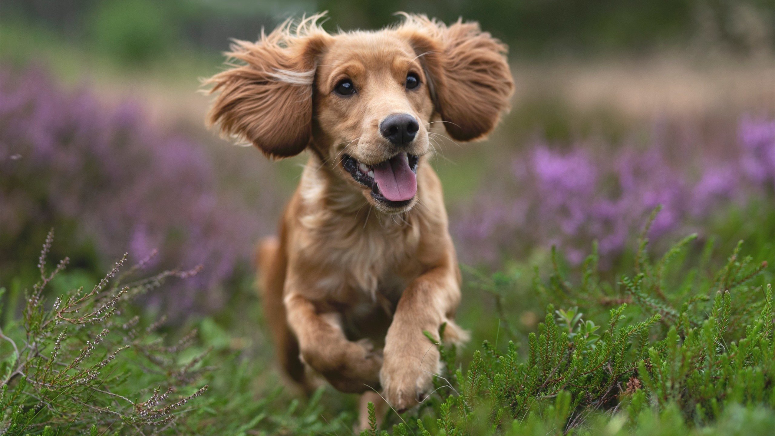 开云体育APP下载-双城记,从伯纳乌的欧冠巅峰,到喀麦隆的绝境重生