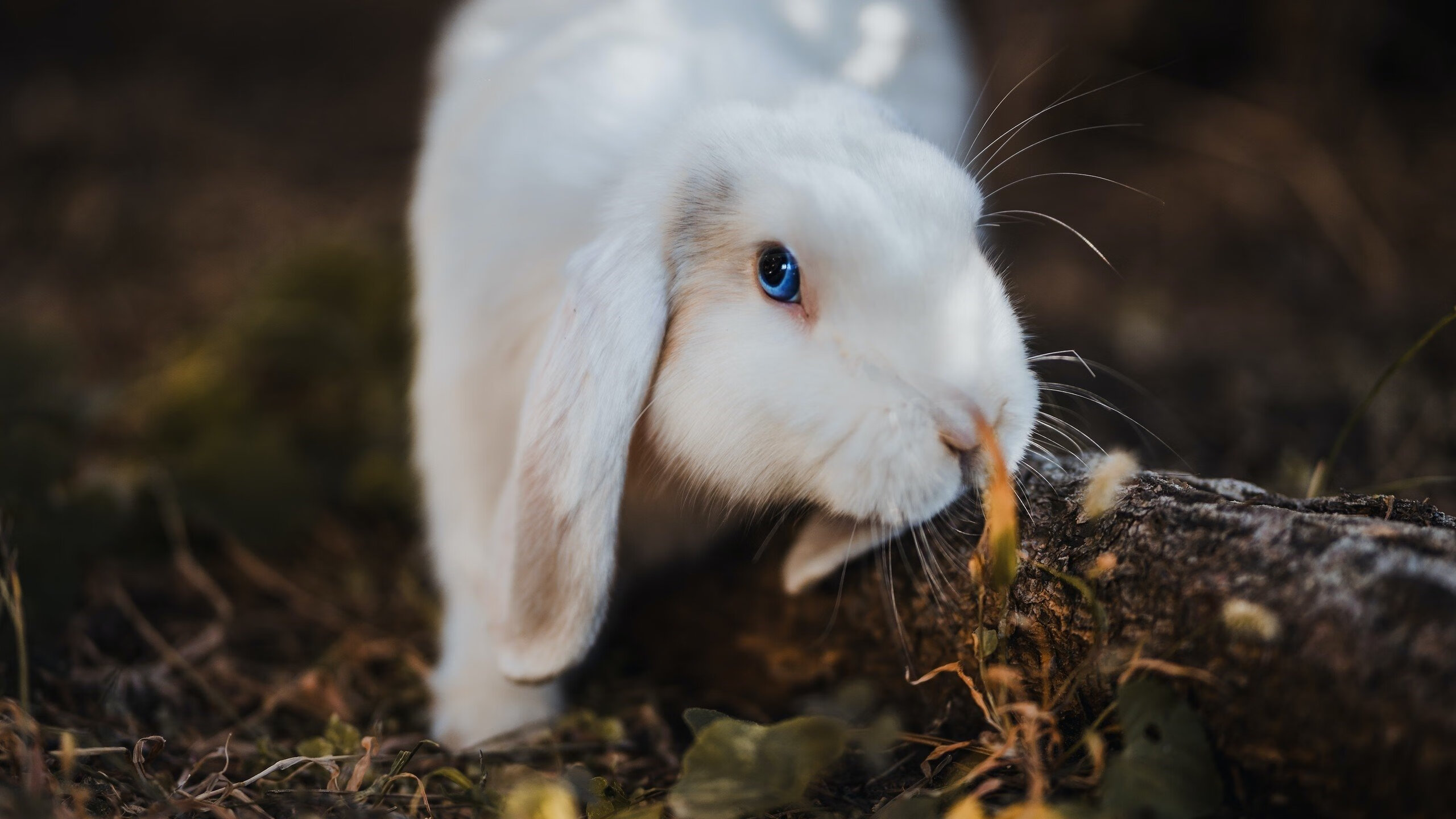 开云体育入口-超级凯塞多导演南半球逆袭!5球风暴撕裂玻利维亚防线,生涯之夜永载史册