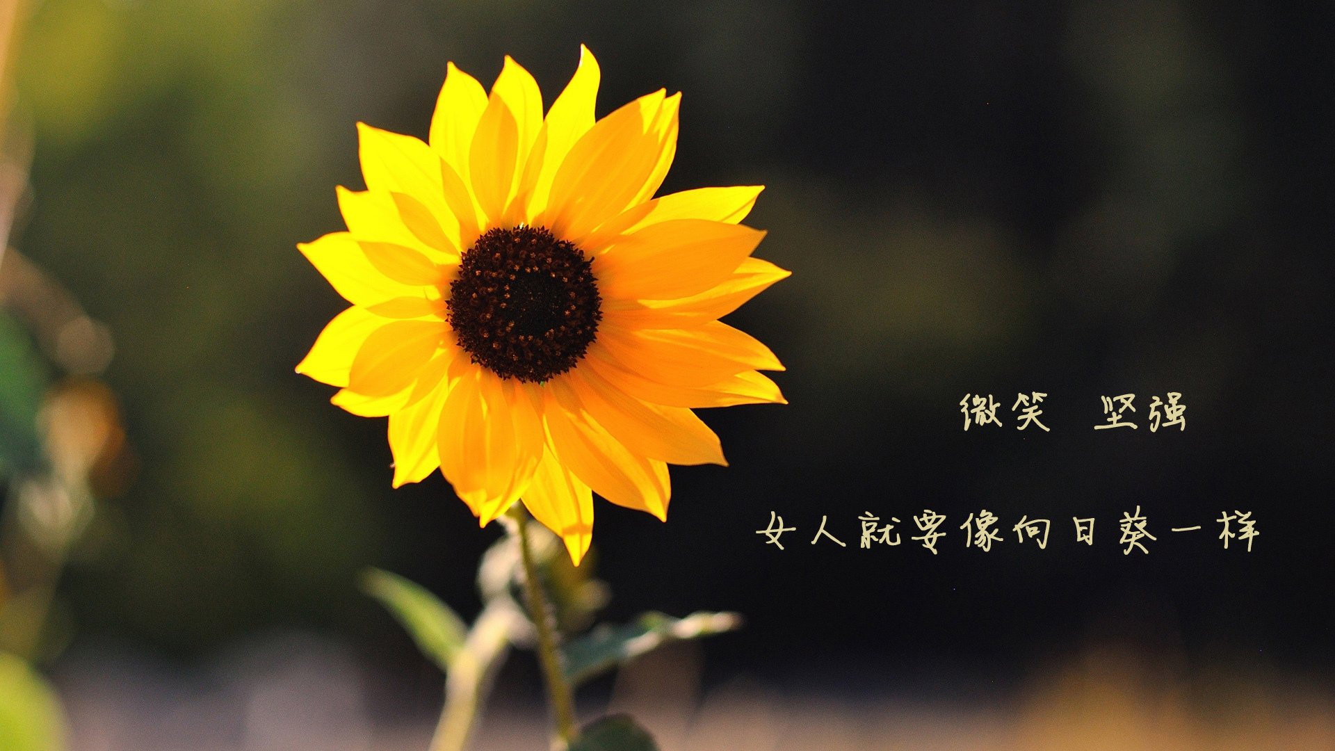 跨界胜利,比利亚雷亚尔完胜几内亚,加克波抢七式接管诠释何为关键先生