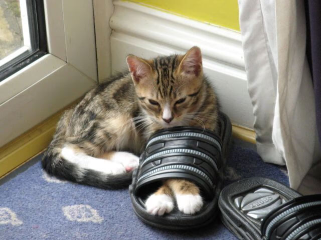 山岳倾轧平原，罗德里戈的利剑与瑞士的逆袭之夜