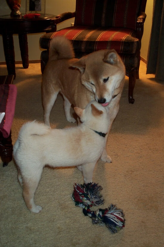 北京队强势压制黄蜂，布克末节爆发成关键先生